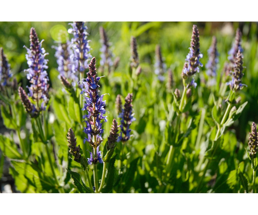 Blue Hill Salvia